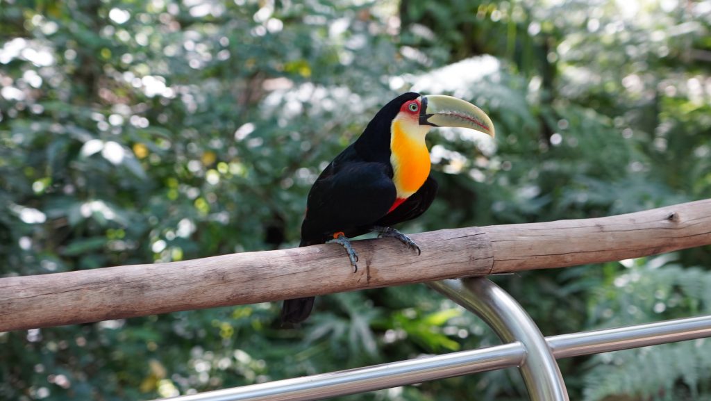 O Tucano-de-bico-verde é uma das aves que você verá no Parque das Aves